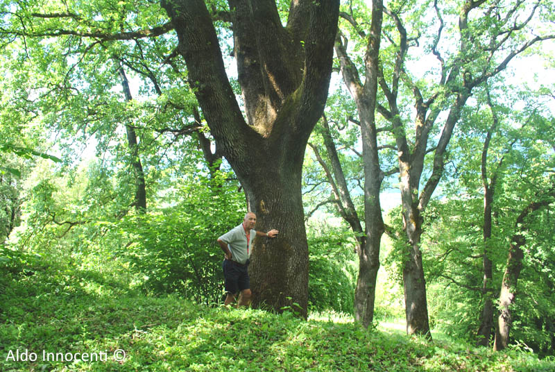 QUERCE DEL CASTELLO DI MONTI DI LICCIANA NARDI 4
